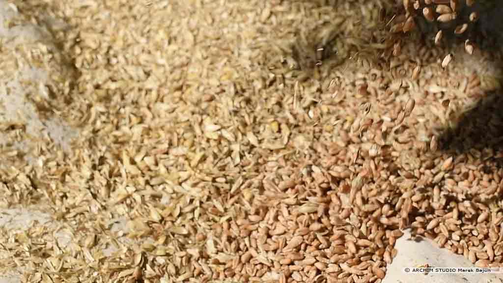 Własna mąka żytnia- wianie ziarna
